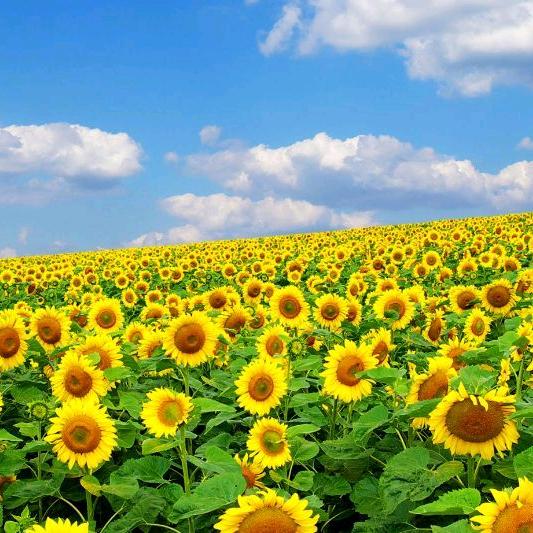 人生就是一场梦