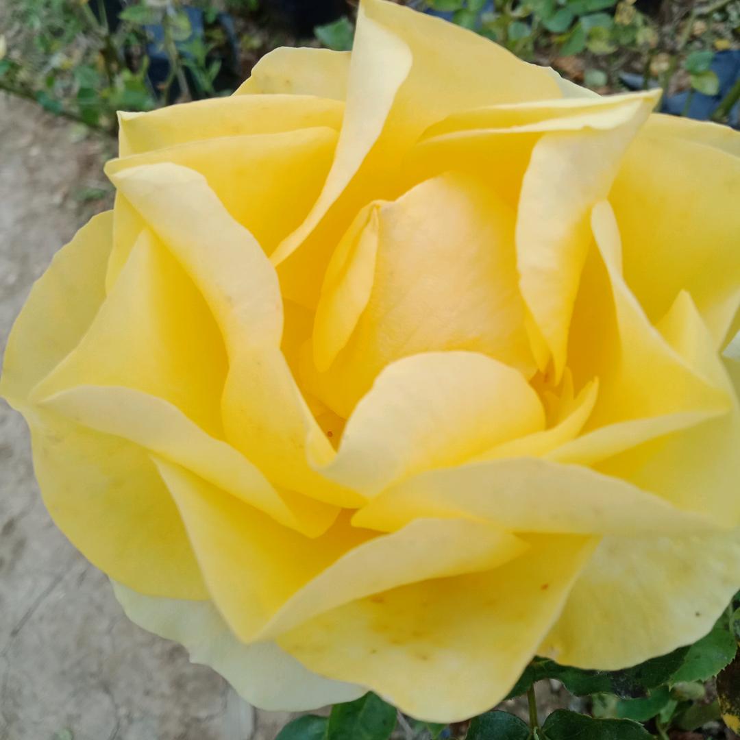 小东瓜