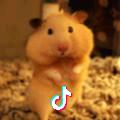 鼠
