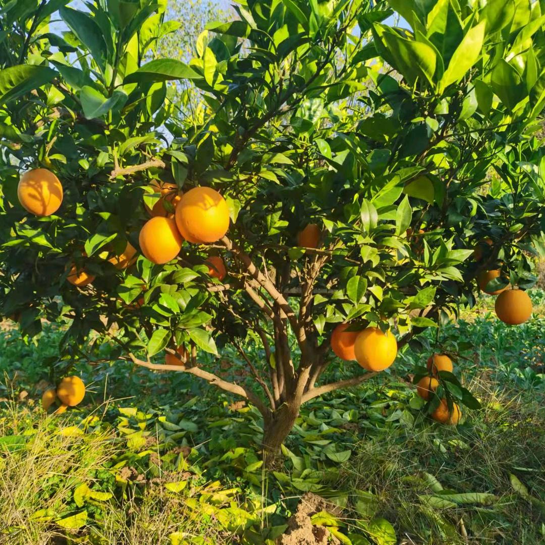 老何（不要连赞，感谢大家！）