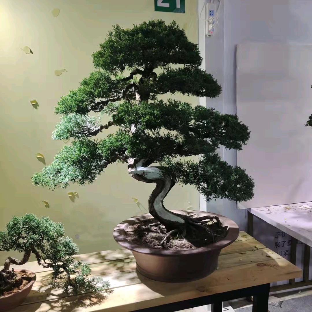 颜雨贝花卉绿植