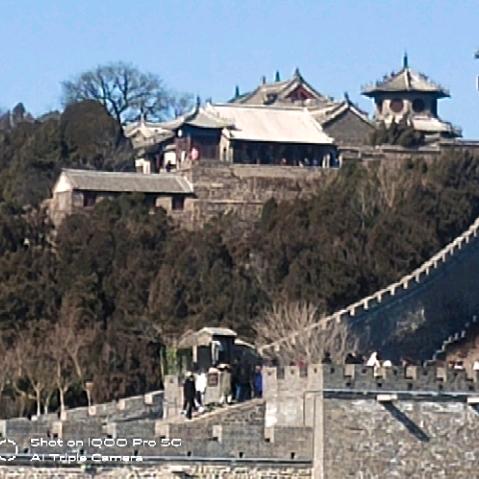 红杉树