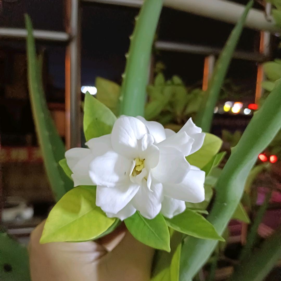 思安