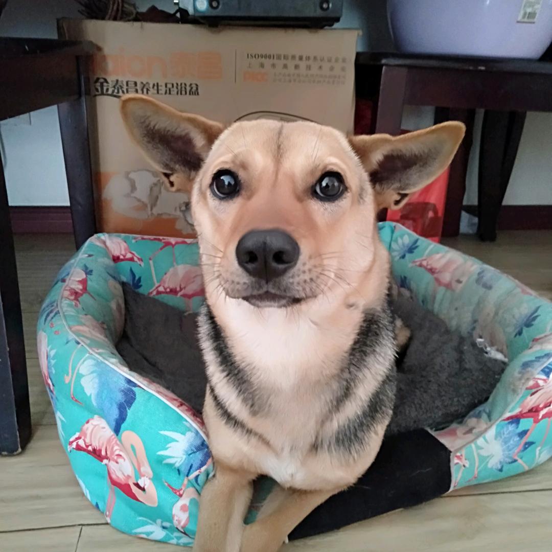 巧克力味的狗子🐶🐾