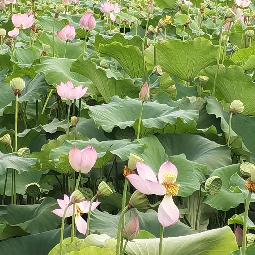 胖子范fan