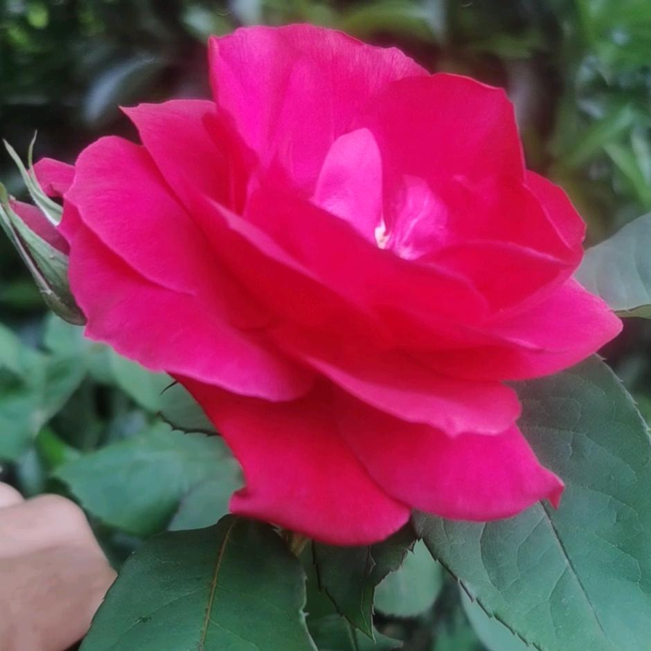 @悠雅