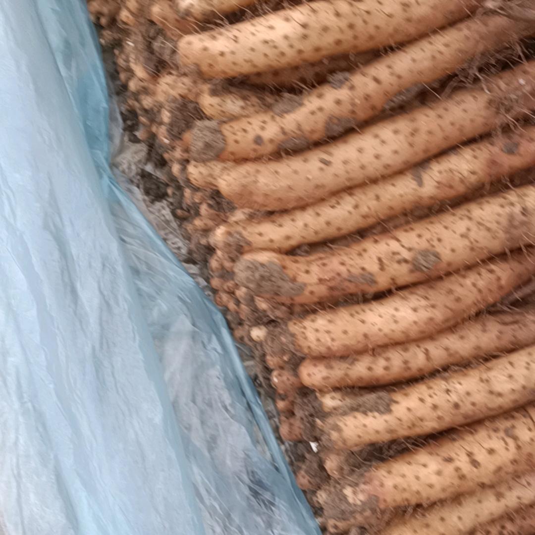 山药销售王永吉15666521.80