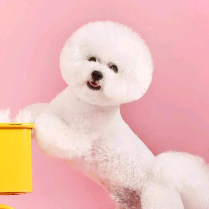 我这一生只为你