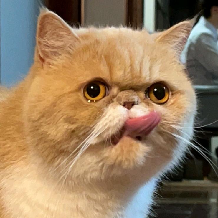 猫猫姐