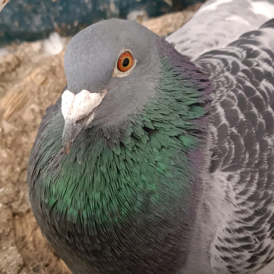 迟来的爱一个人单身