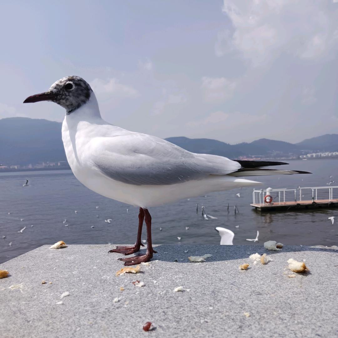 ꦿ໊余生᭄🕊随心᭄ꦿᩚ٭