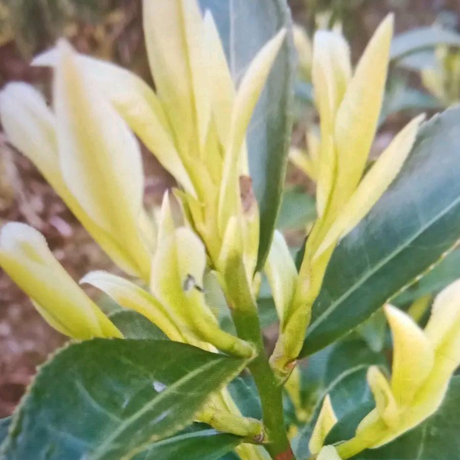 人生路茶叶种植