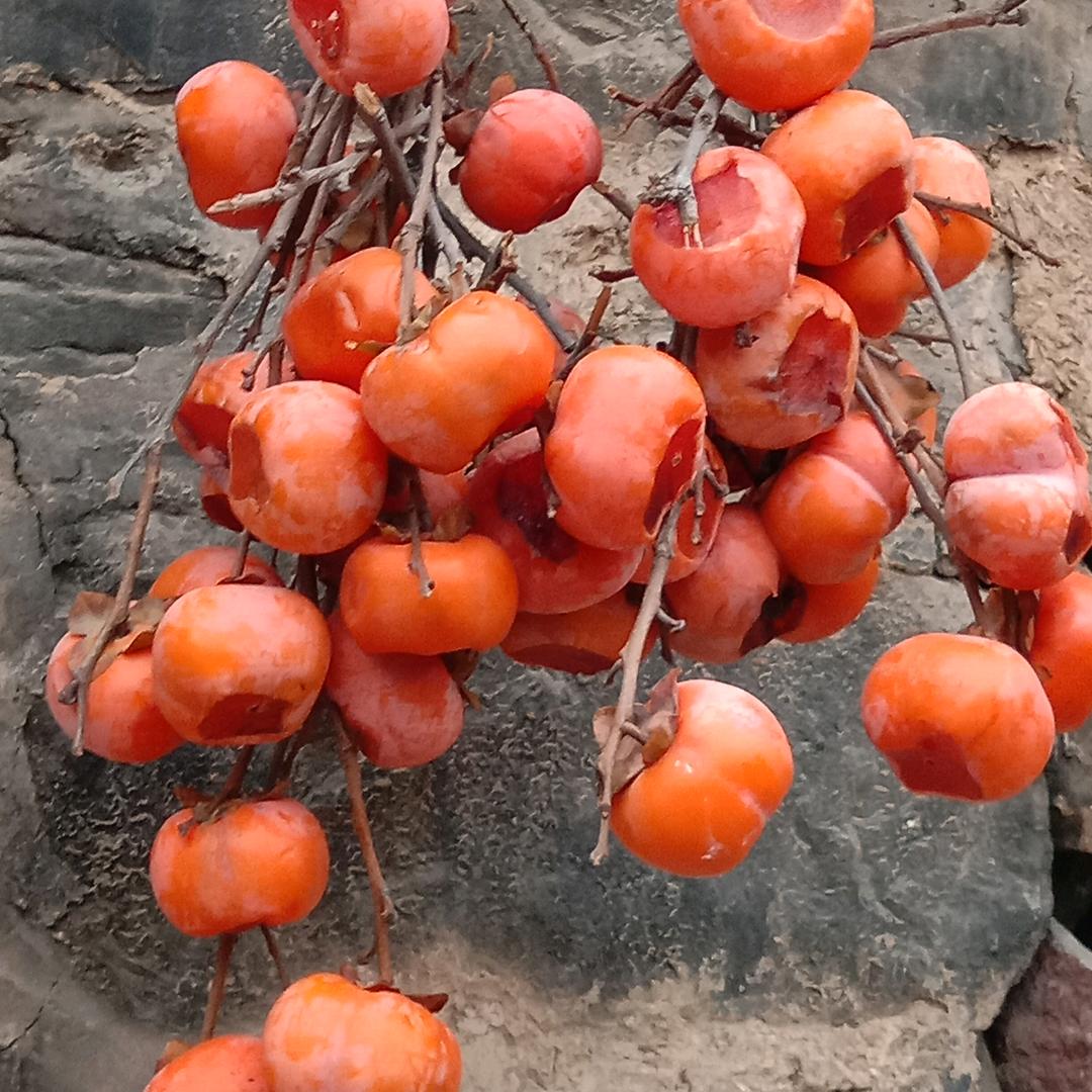 绿色山货马六喜