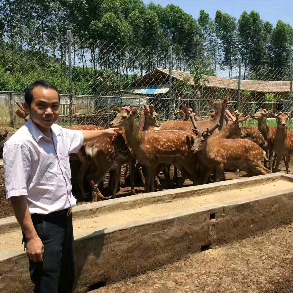 吉林鹿庄