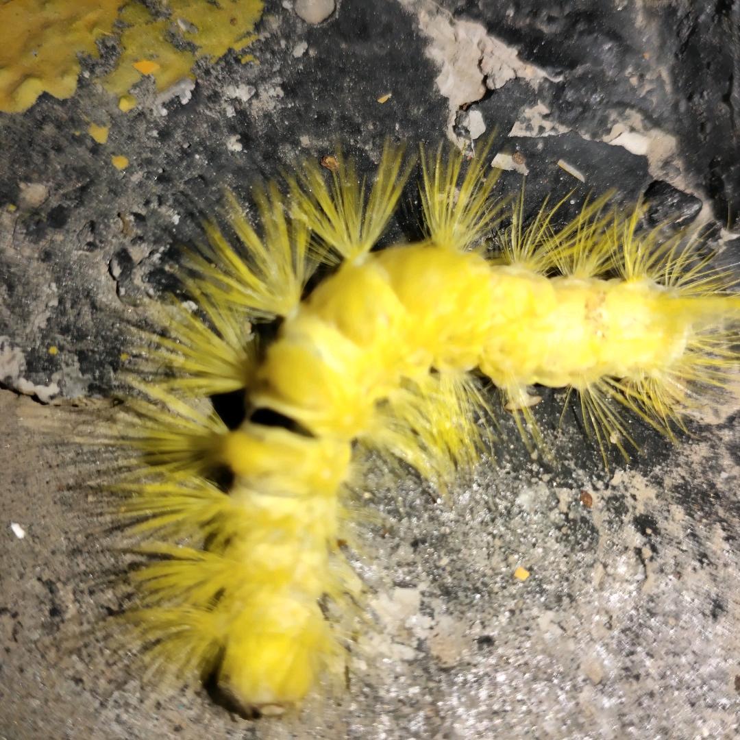 小新没有蜡笔。