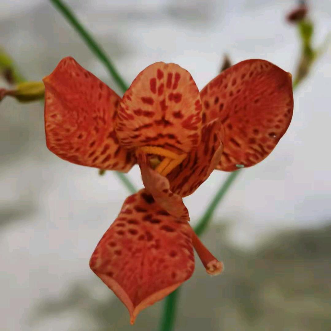 福清萍姐