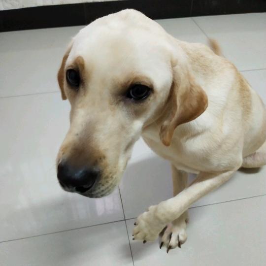 拉布拉多犬小七