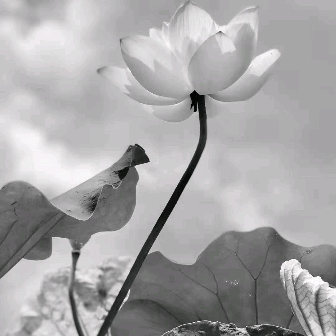你的女孩M