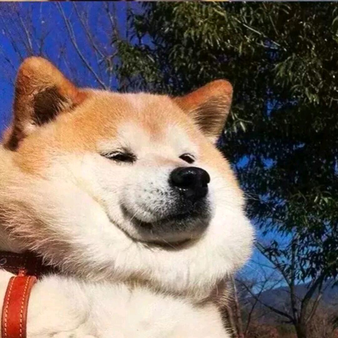 药댄丹