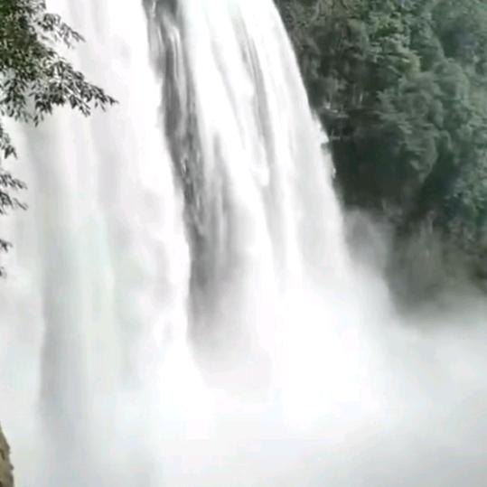 杨仔