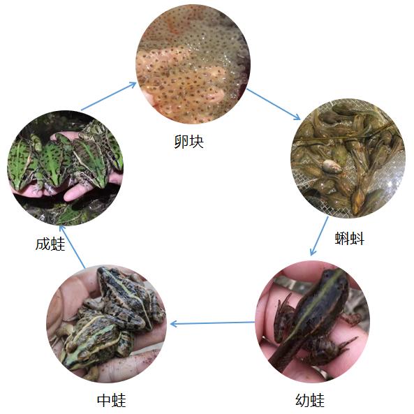 蛙青年