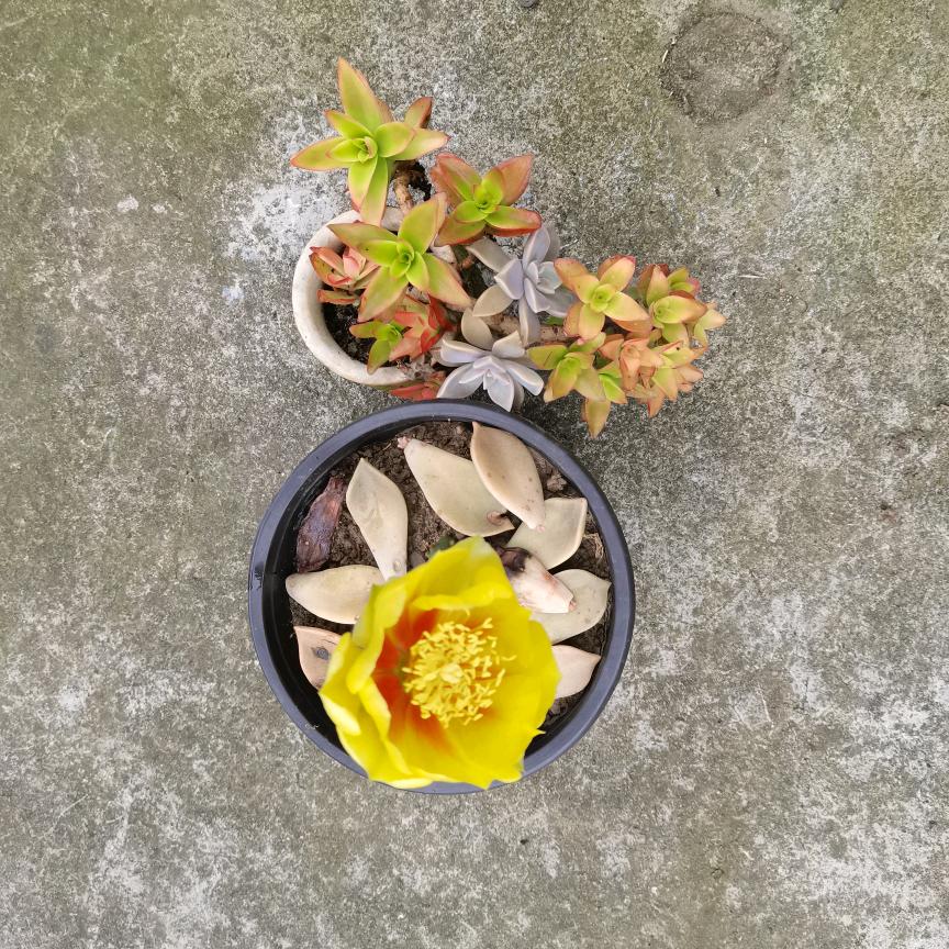 小凡
