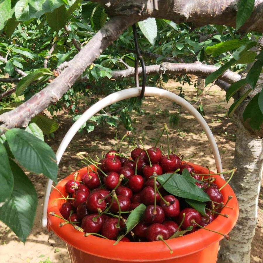 樱桃姐🍒️