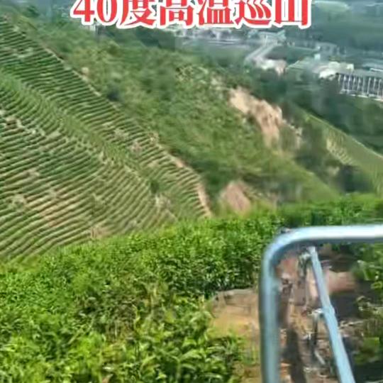 礼中茶叶