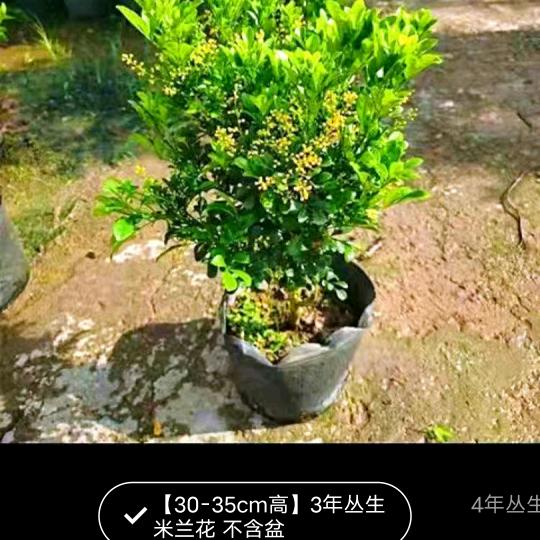 南天