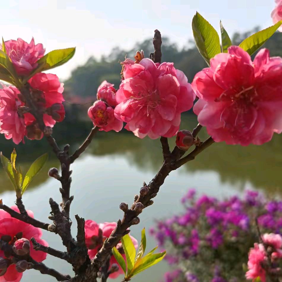 桃花盛开🌸