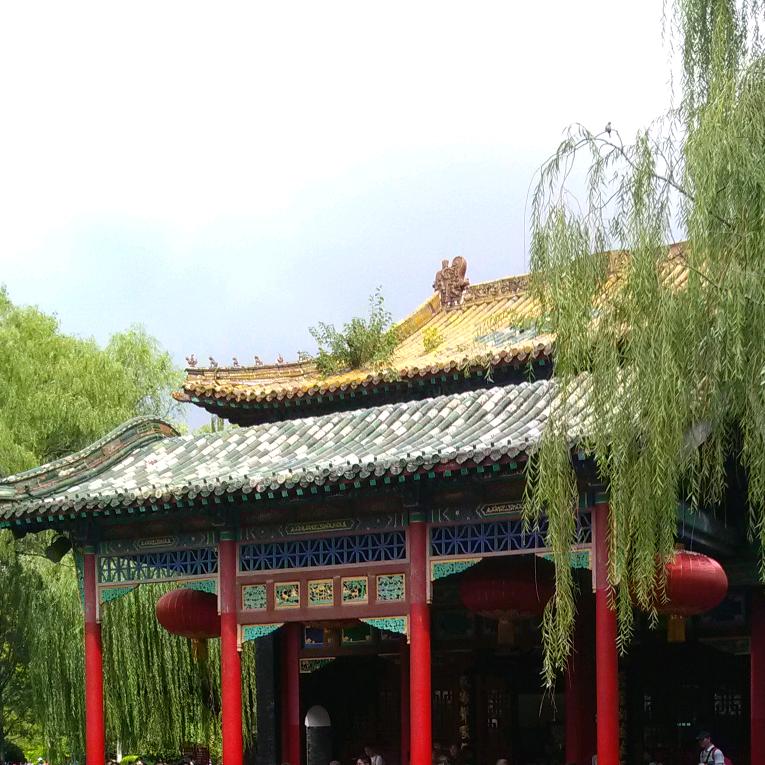君子兰