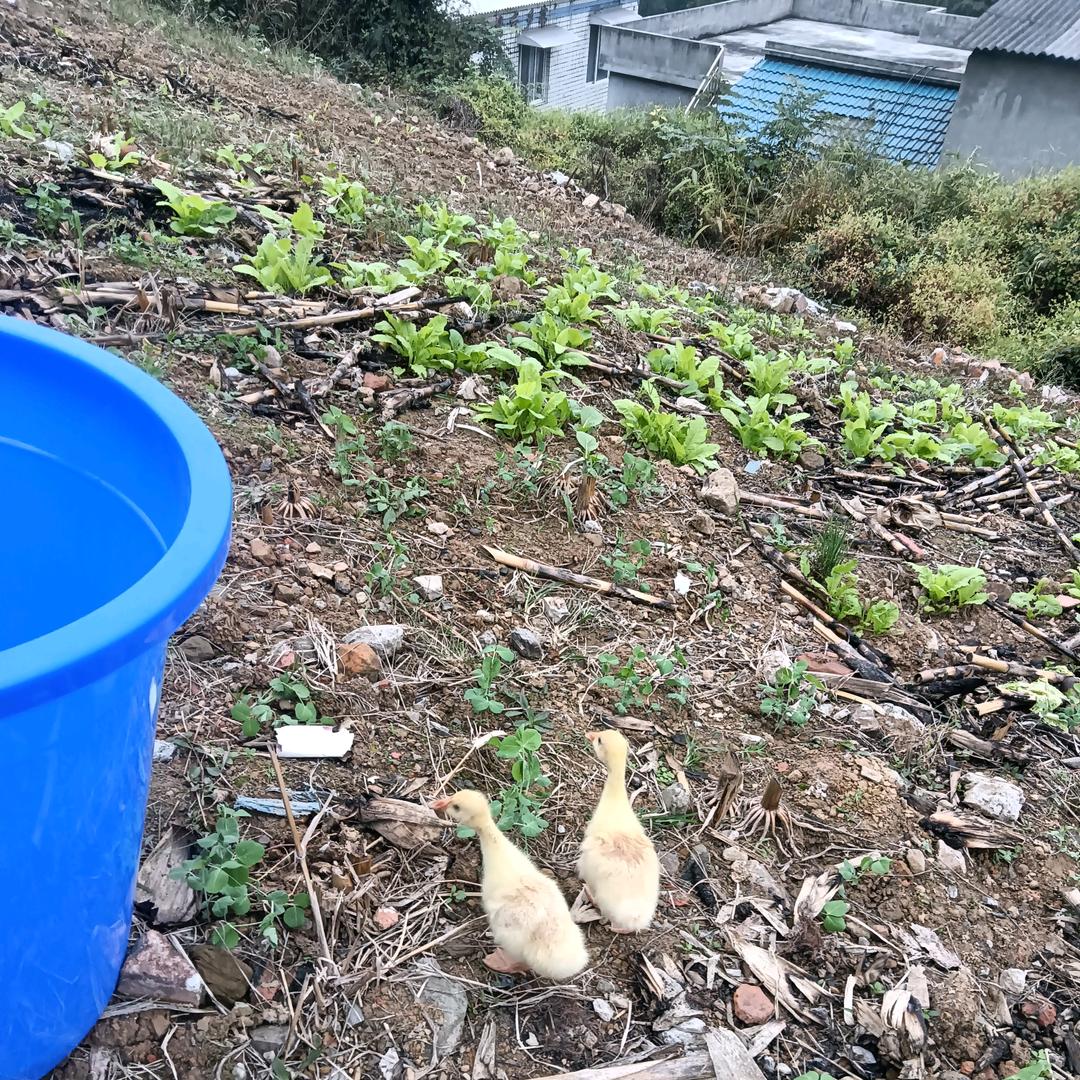 树上有一只鸟儿