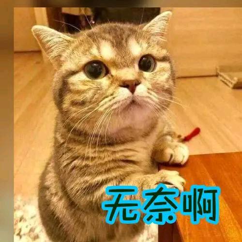 (●—●)