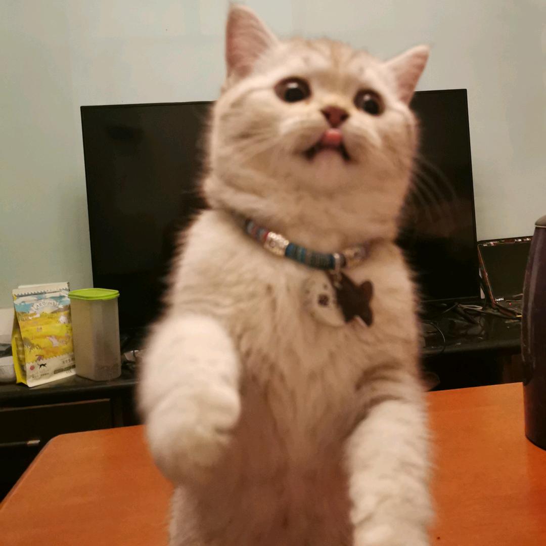 🐱🐱🐱🐱
