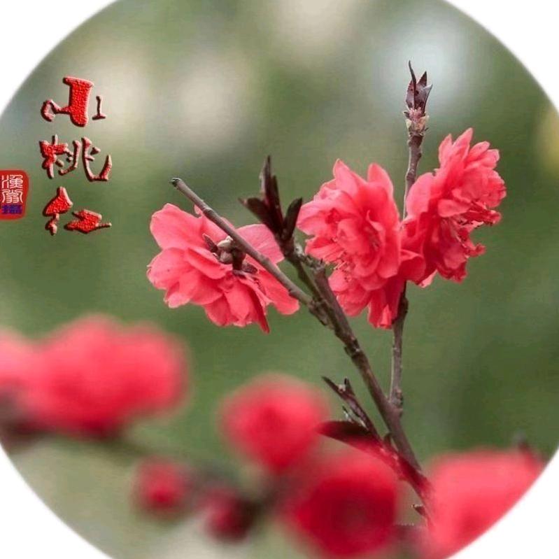 桃姐—伊川房产（穆桃钦）