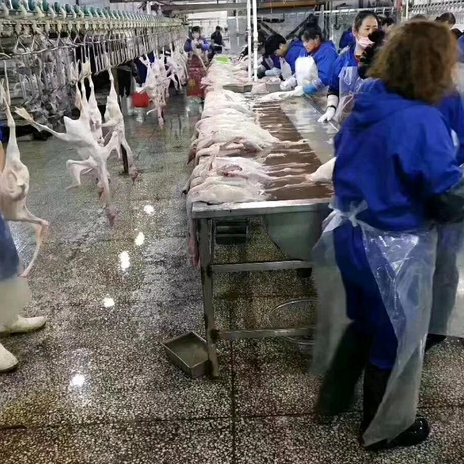 常年供应老鹅白条鹅