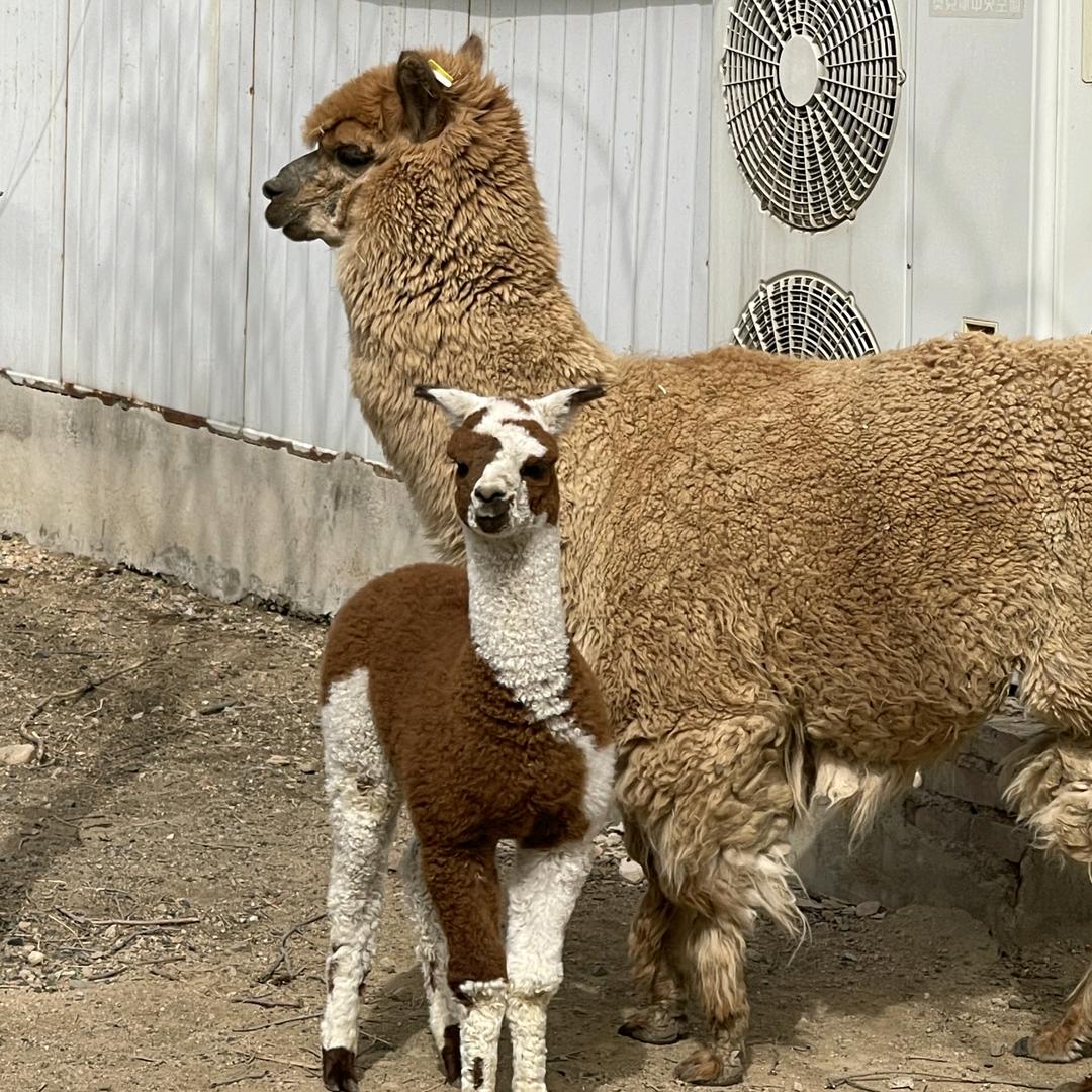 安徽东方天合生物技术有限责任公司