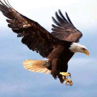 向往神鹰¹³¹⁴