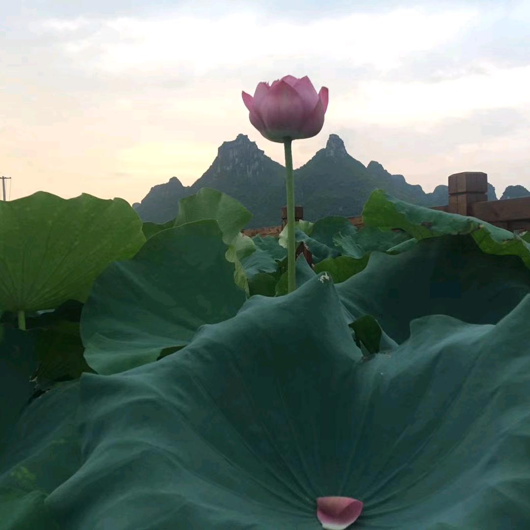 黑咖啡