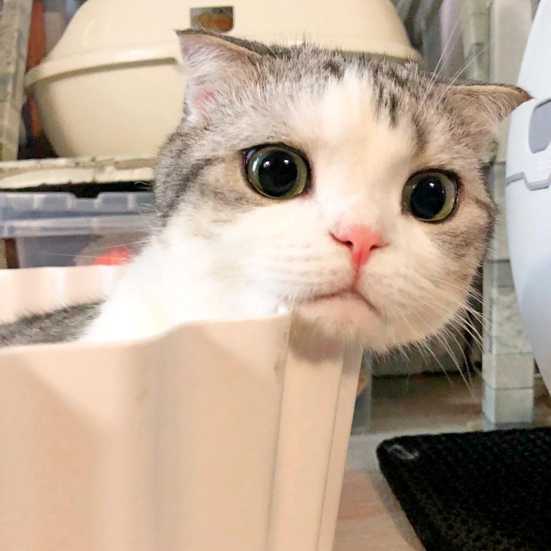 白杨