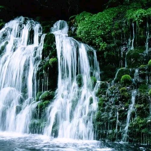 枣法悉治