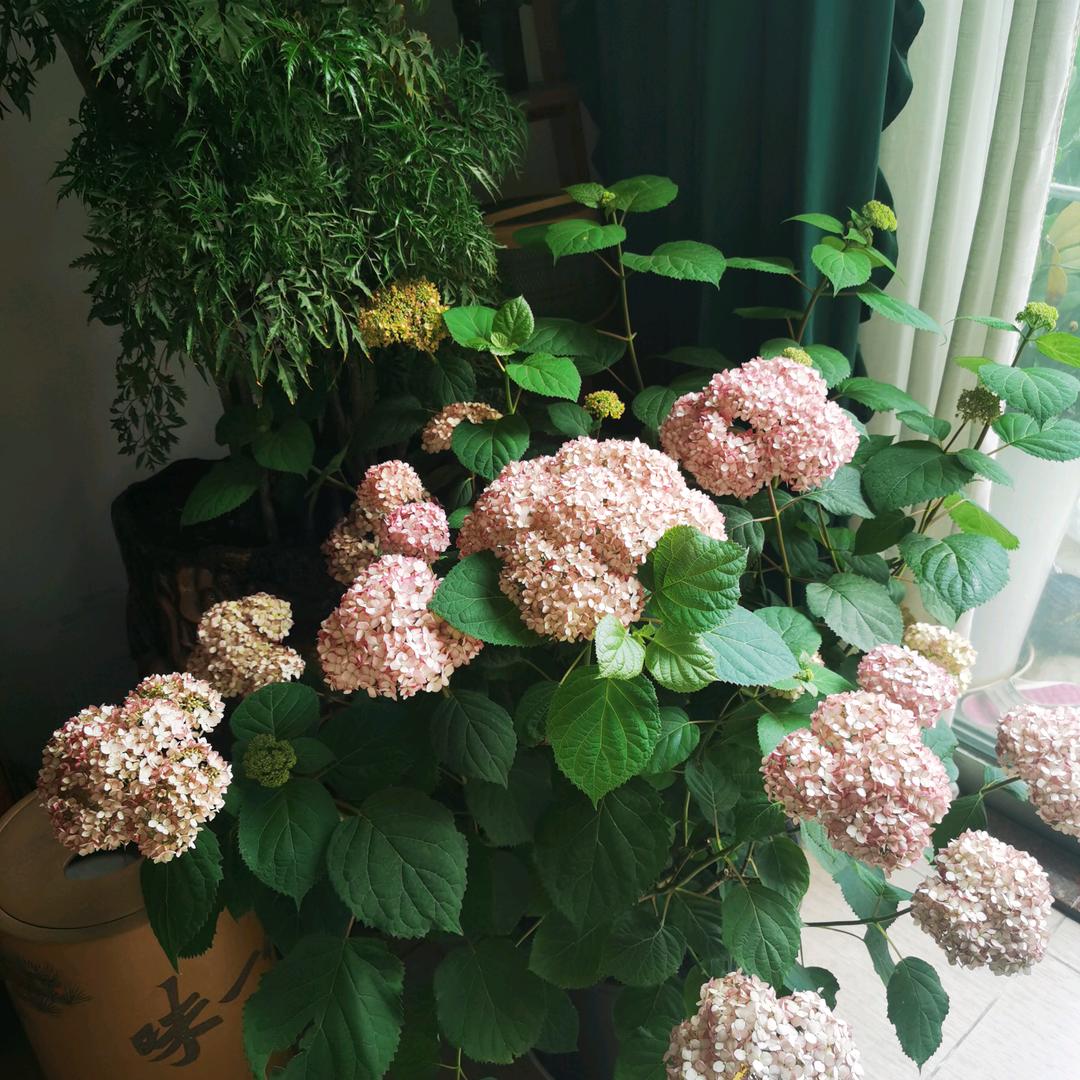 悦儿