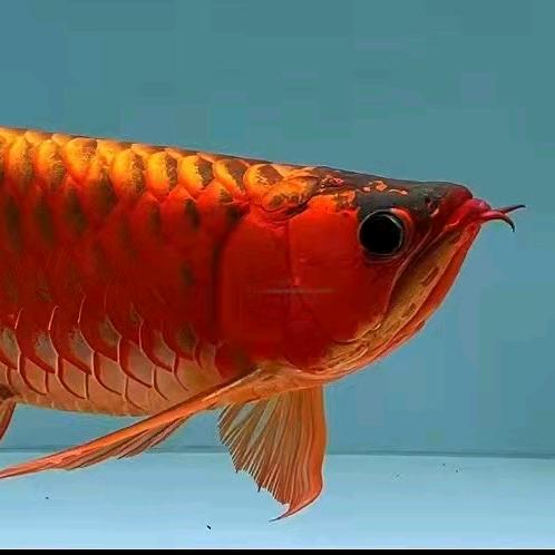 视觉盛宴−−龙鱼