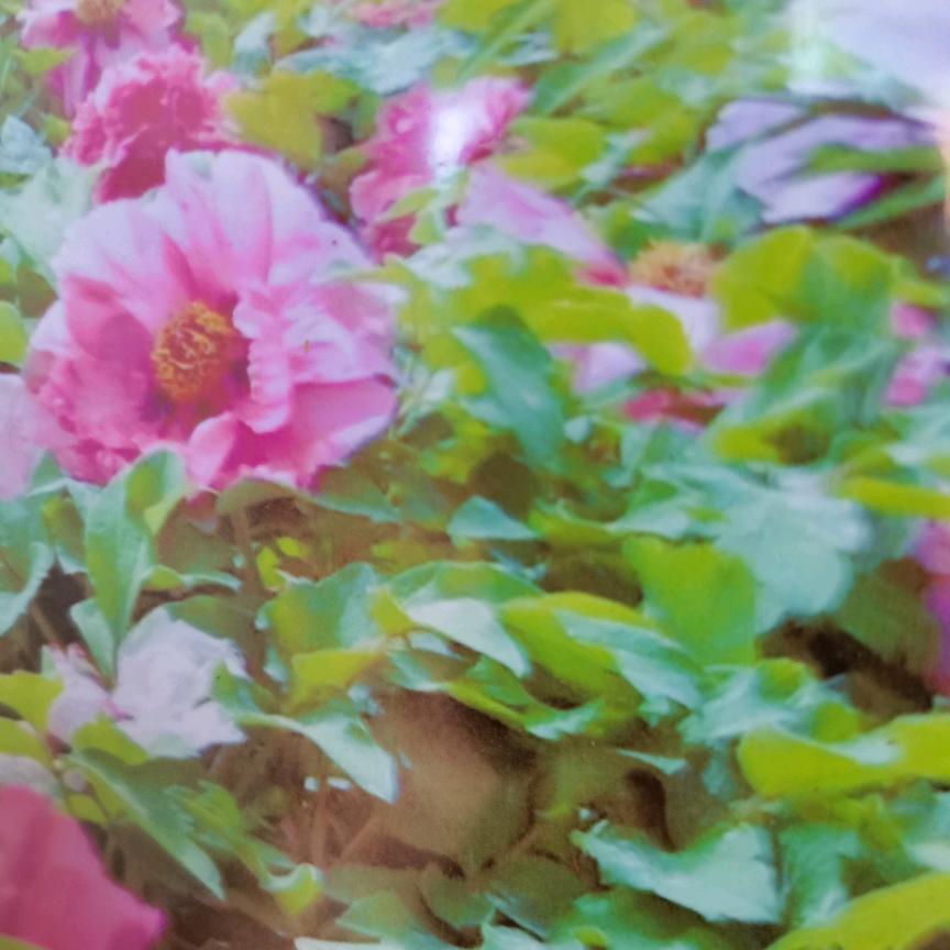 四零后阳光丽人（不要秒赞）