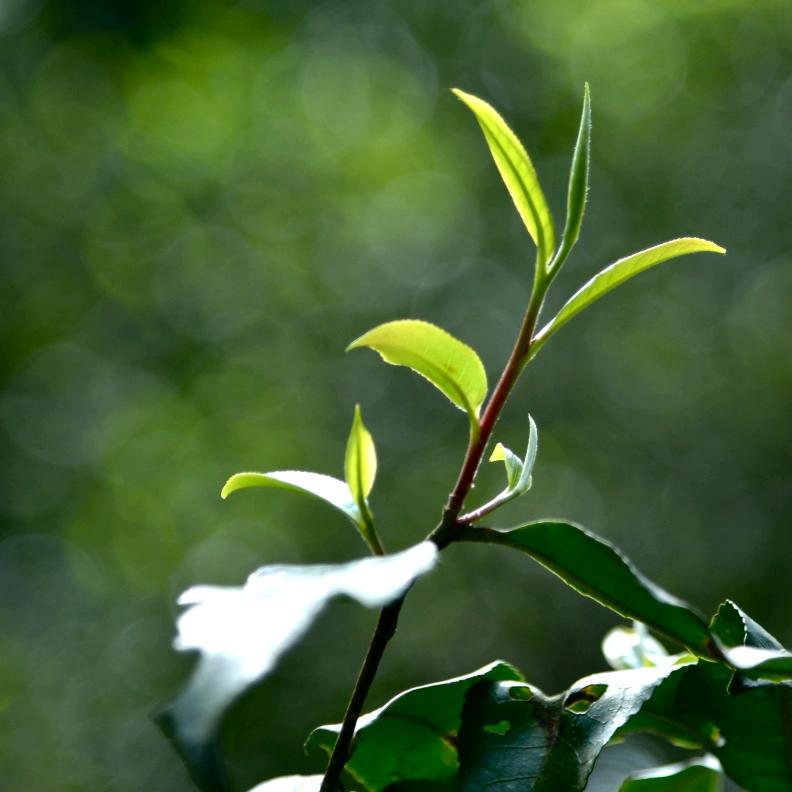 山居茶人