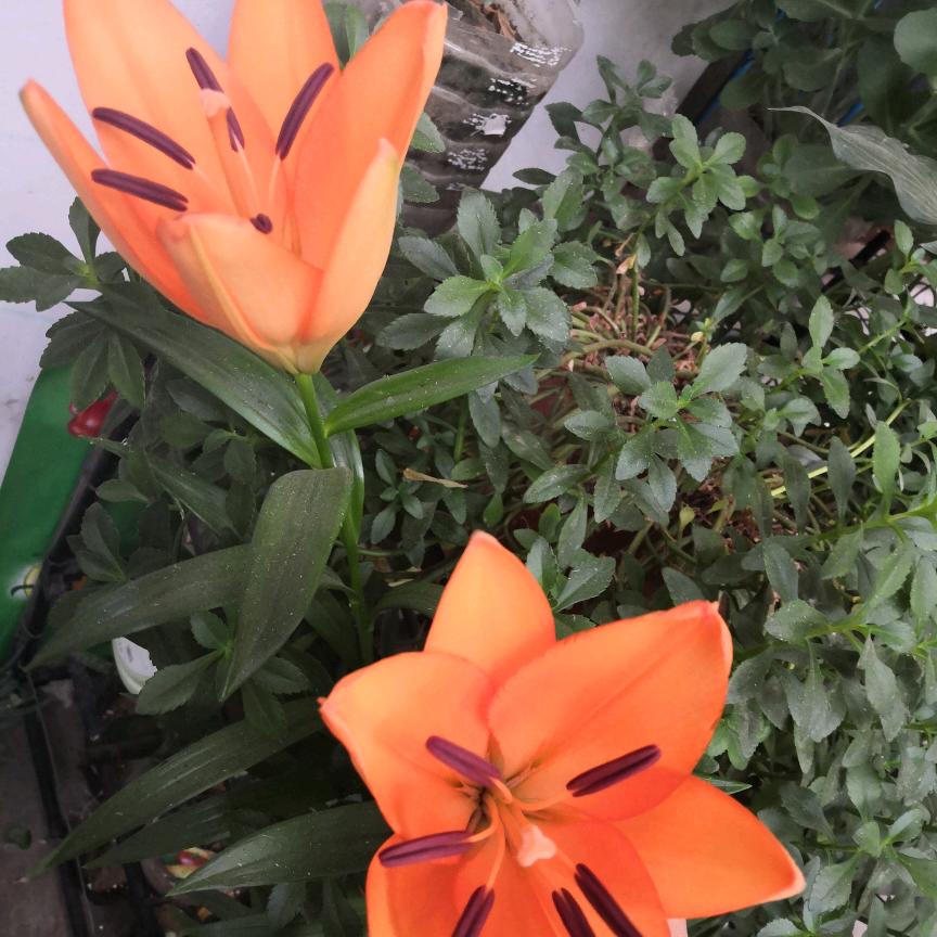 洪福吉祥居