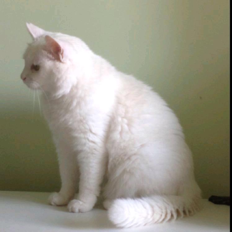 cat1998
