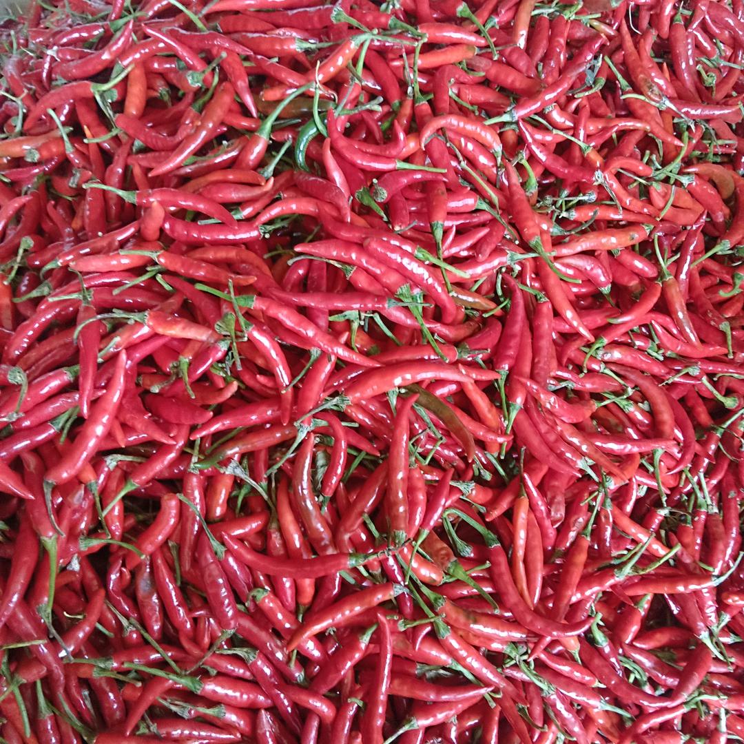 心存大海，蔬菜人