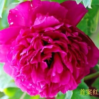 清风姐