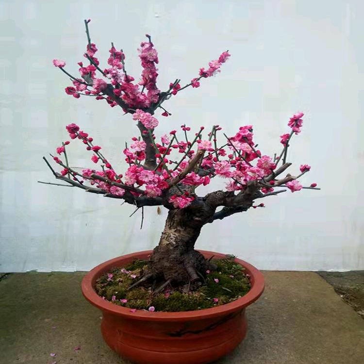 苍狼花卉